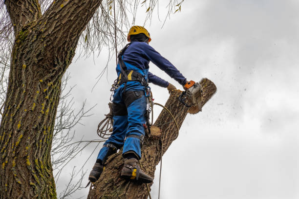 How Our Tree Care Process Works  in Graham, NC